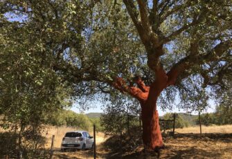 alentejo-region-1