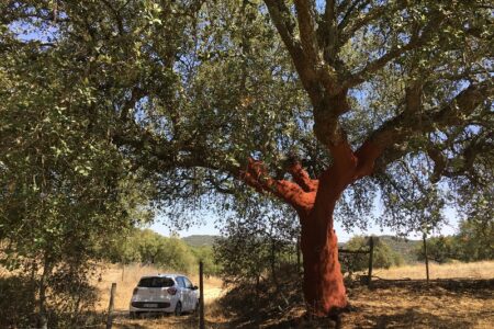 alentejo-region-1